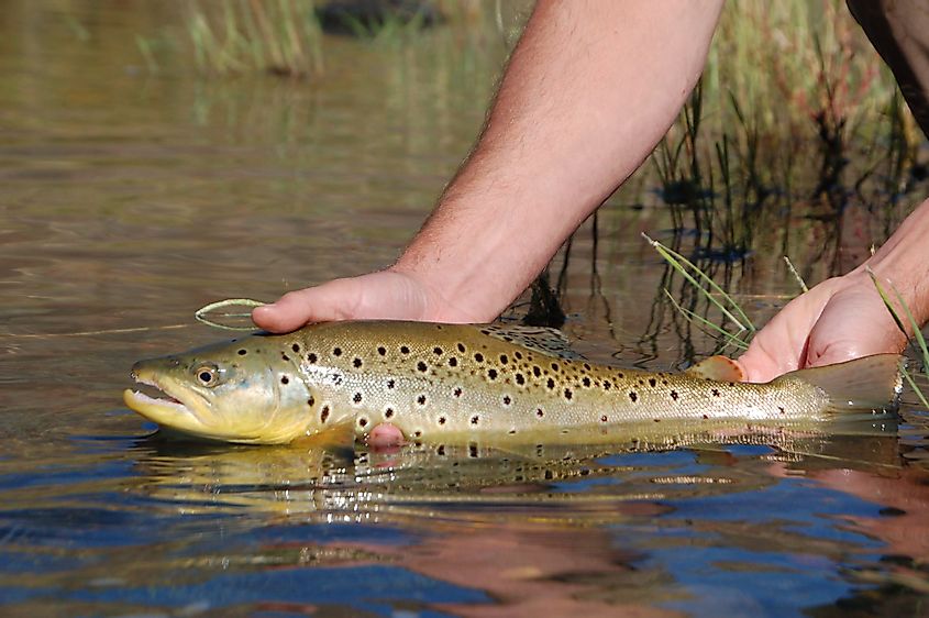 Wild brown trout caught and released from the Owyhee River near Boise, Idaho