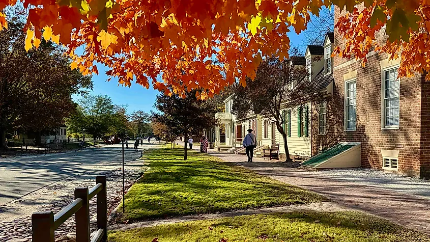 Williamsburg Fall color tree and man walking