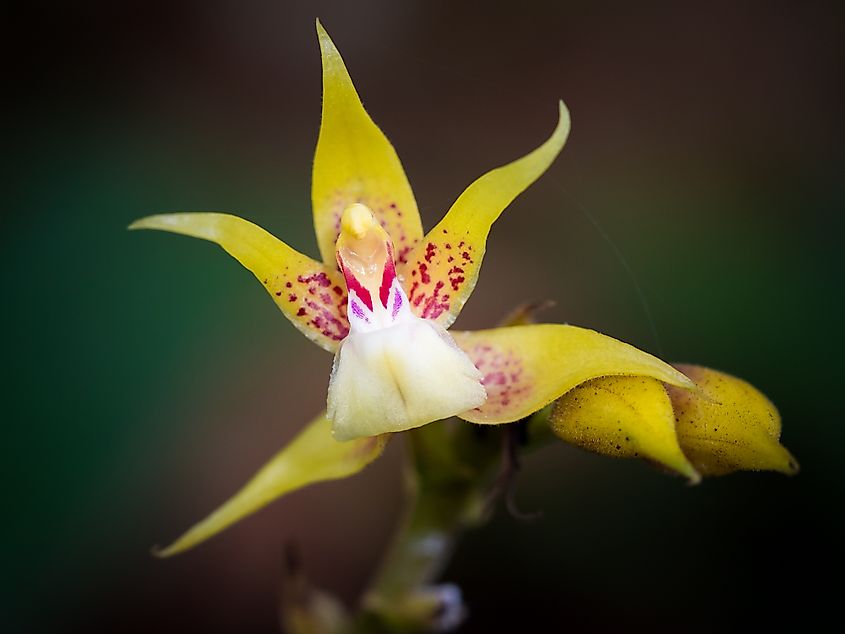 Plocoglottis acuminata - ground growing orchid, Gunung Mulu, Borneo, Malaysia