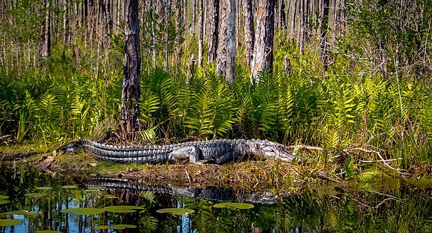 American Alligator on the edge of a canal at Okefenokee Swamp, Folkston, Georgia