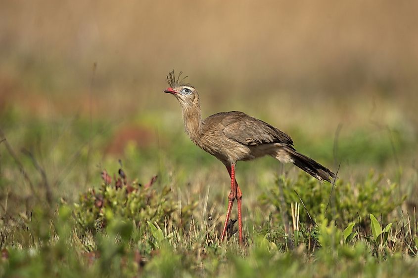 Red-legged seriema