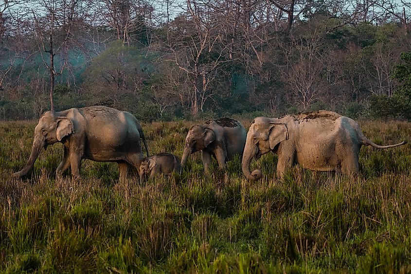 kAZIRANGA NATIONAL PARK