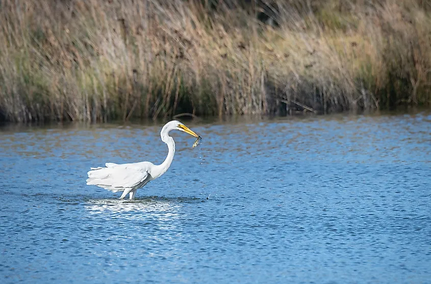 Great egret with a fish in Coorong National Park.