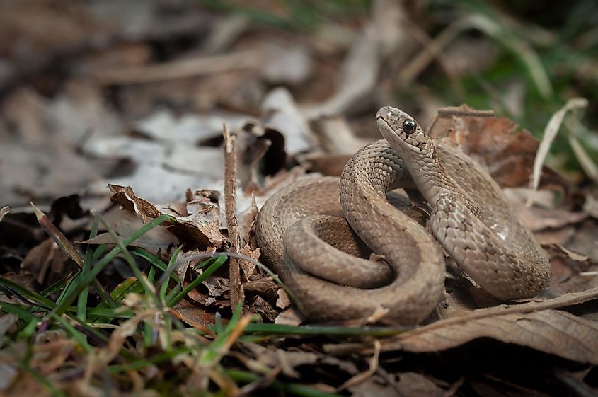 Macro portrait of a Dekay's brown snake.