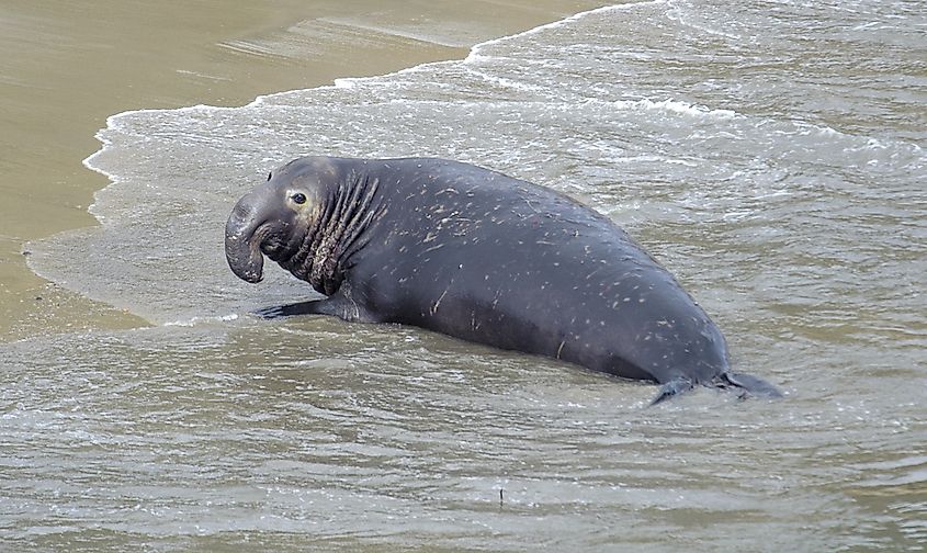 A male northern elephant seal