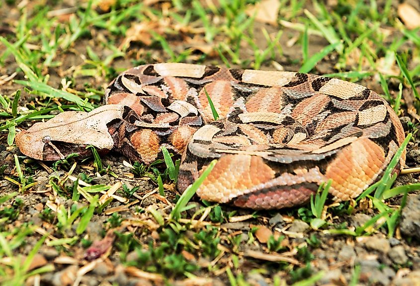 Gaboon Viper (Bitis gabonica) Credit: Paul Lloyd via Shutterstock