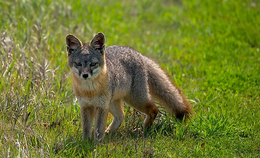 Island Fox Close Up In Green Grass On Santa Rosa Island in Channel Islands National Park.