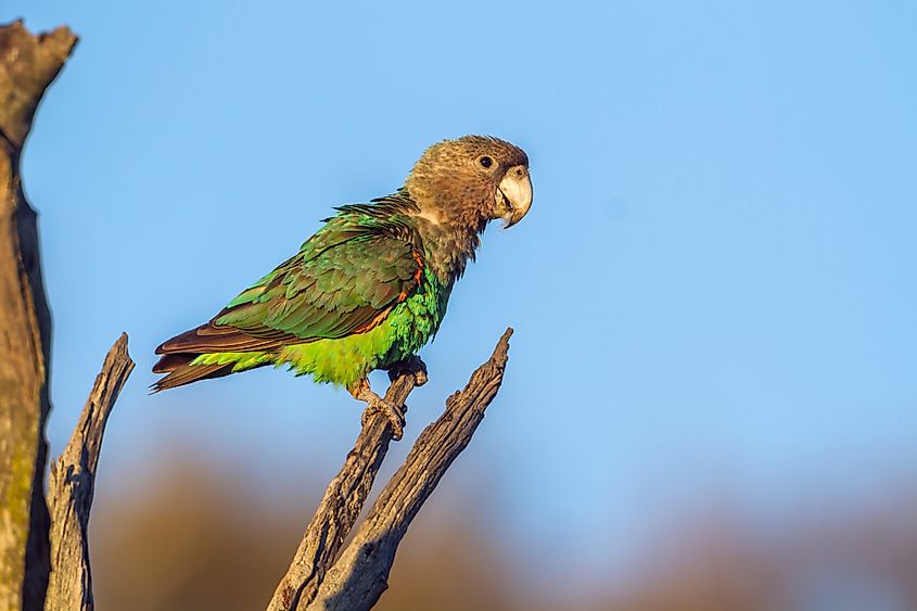 Cape parrot (Poicephalus robustus) perched on a branch in Kruger National Park, South Africa