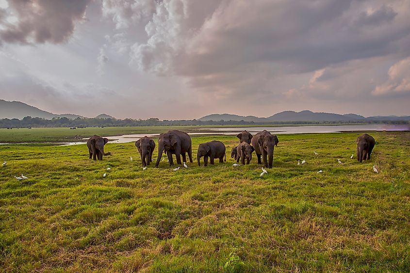 Yala National Park