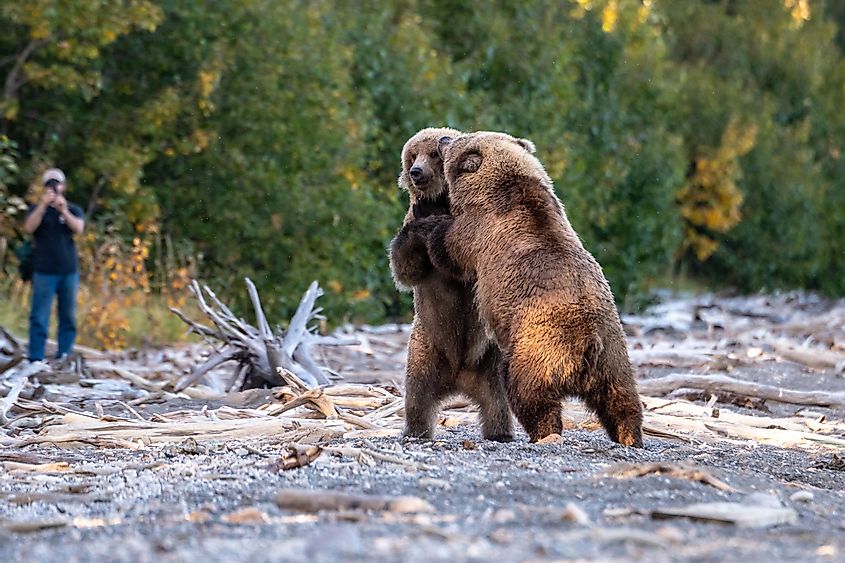 Two young sub-adult Alaskan brown bears on the Naknek Lake beach play fighting, Katmai National Park, Alaska, USA