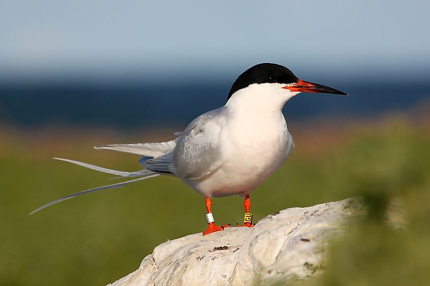 Adult Roseate Tern photographed at nesting colony.