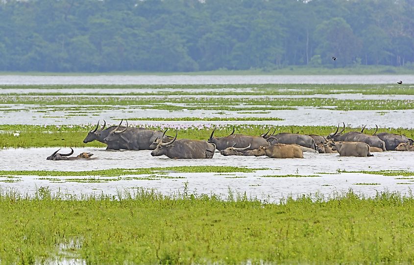 Kaziranga national park buffaloes