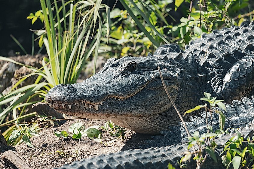 Alligator in Southern Florida by Everglades