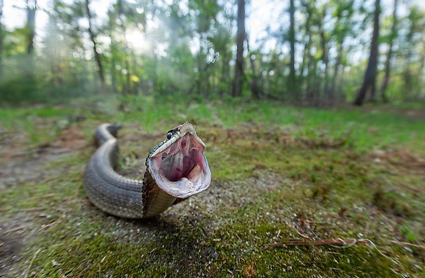 Eastern hognose snake mouth gaping as part of its defensive strategy from Massachusetts 
