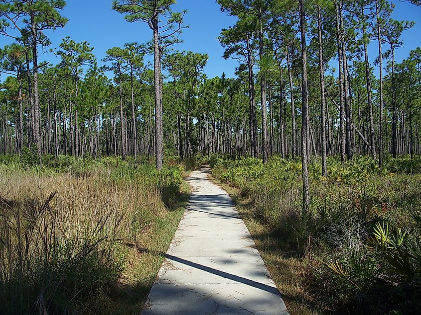 Path in Tarkiln Bayou State Park