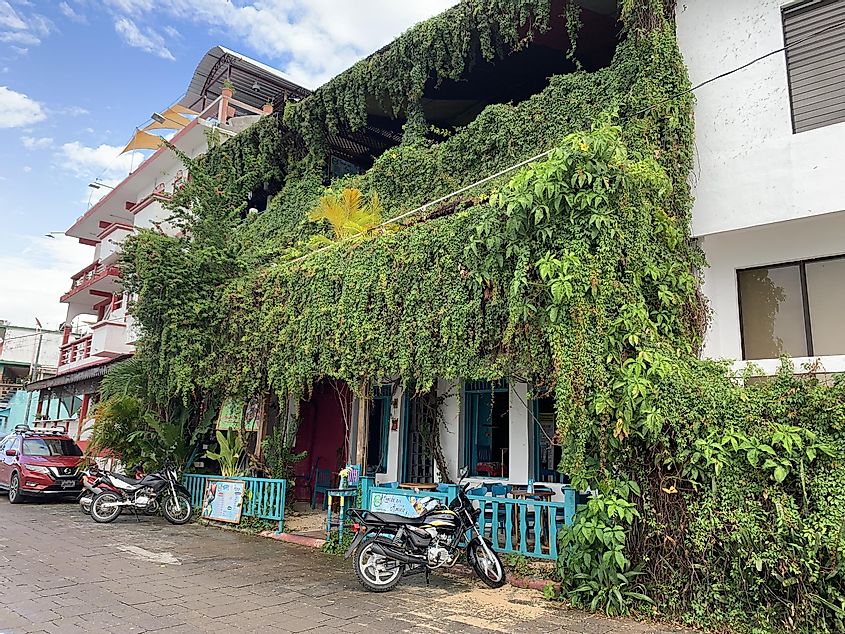 A densely vine-covered restaurant