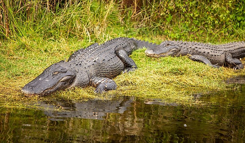 Sleeping alligator on land in The Everglades
