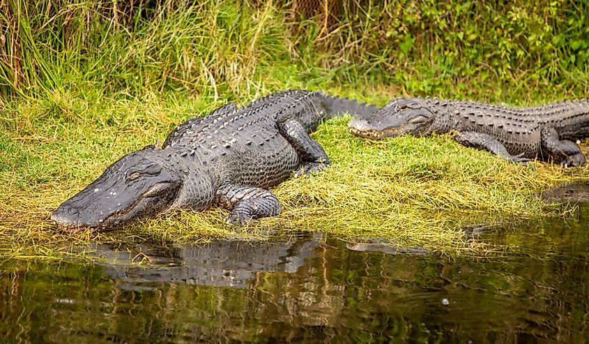 Sleeping alligator on land in The Everglades