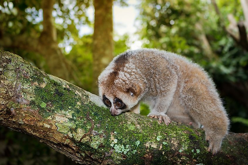 Slow lorises feed on tree gum and sap.
