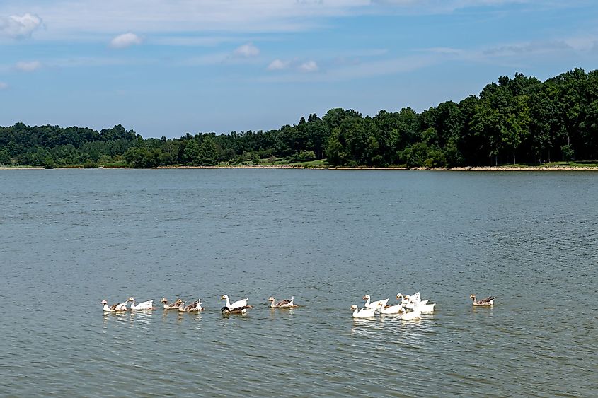 Adorable geese swim across Freeman Lake in Elizabethtown, Kentucky, on a beautiful summer sunny day