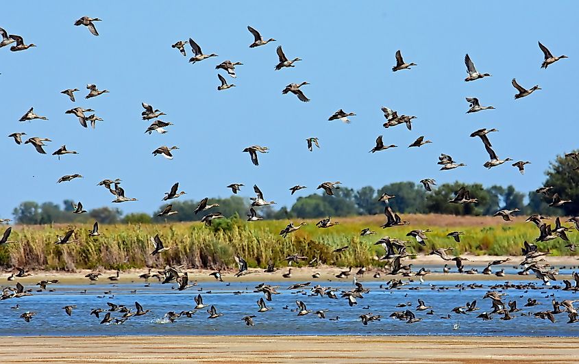 A flock of northern pintail ducks in flight over a little salt marsh in Stafford, Kansas.