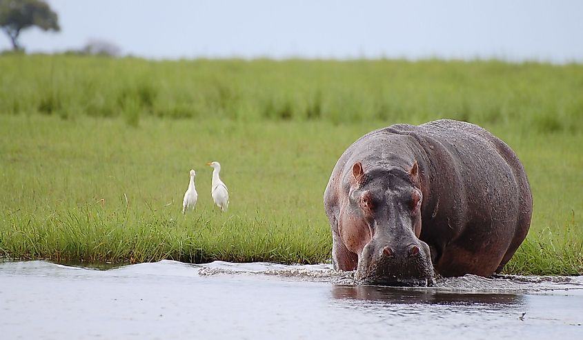 Гиппопотам в реке Окованго, Национальный парк Чобе, Ботсвана
