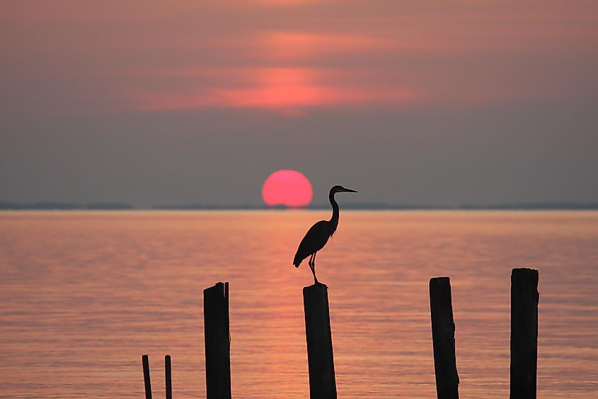 Цапля, взгромоздившаяся на сваю на восходе солнца в Чесапикском заливе.