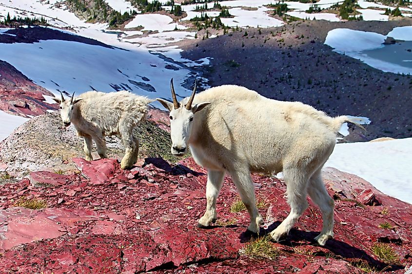 Glacier National Park