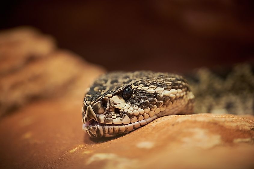 The eastern diamondback rattlesnake Crotalus adamanteus.