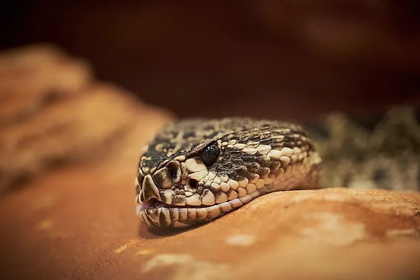 The eastern diamondback rattlesnake.