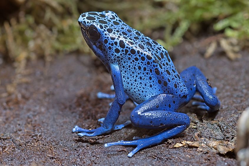 Blue poison-dart frog (Dendrobates tinctorius azureus)