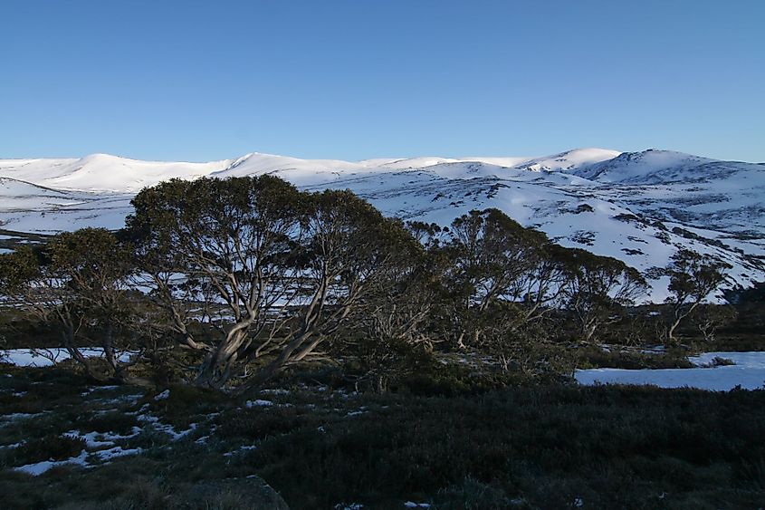 Mount Kosciuszko