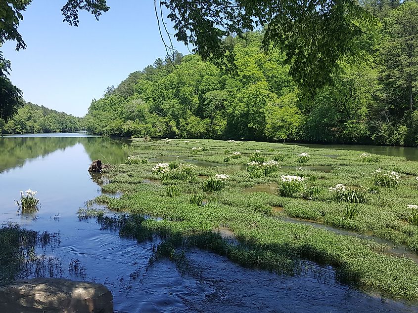 Cahaba River covered with blooming Shoal Lilies