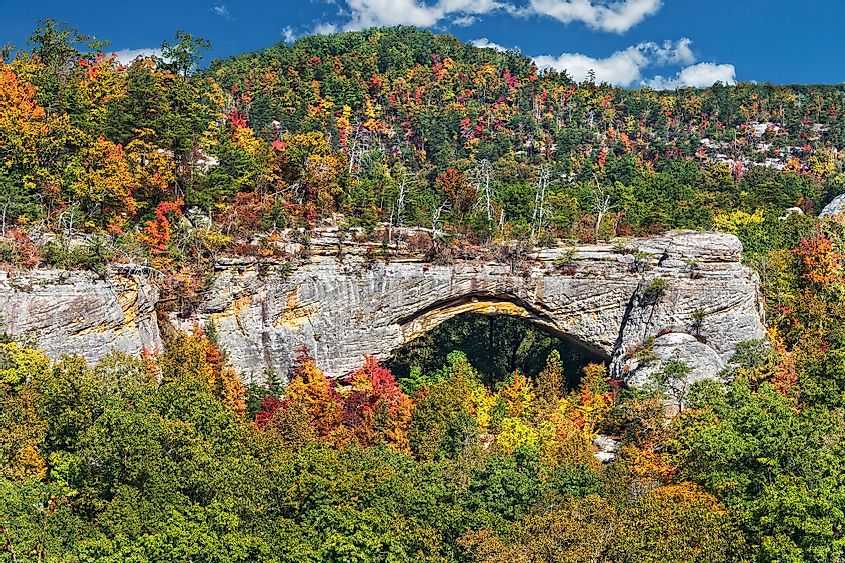The Daniel Boone National Forest bursts with a riot of fall colors.