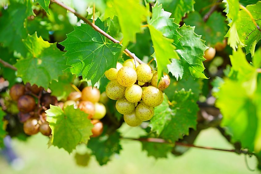Muscadine grapes on a branch