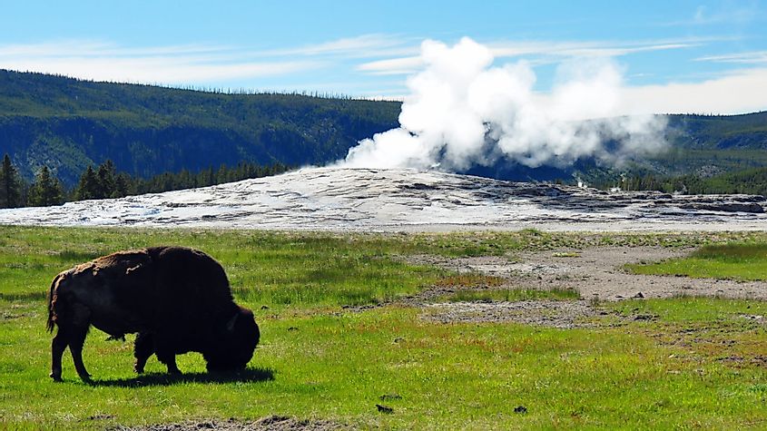 Bison in front of a steaming Old Faithful Geyser in Yellowstone National Park