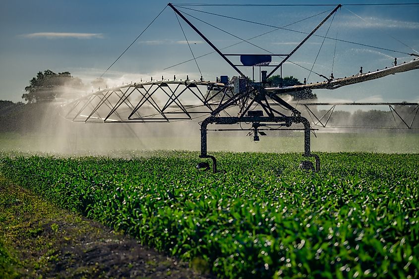 Irrigation system is watering large alfalfa field