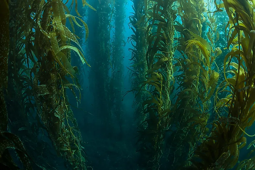A kelp forest off the coast of California