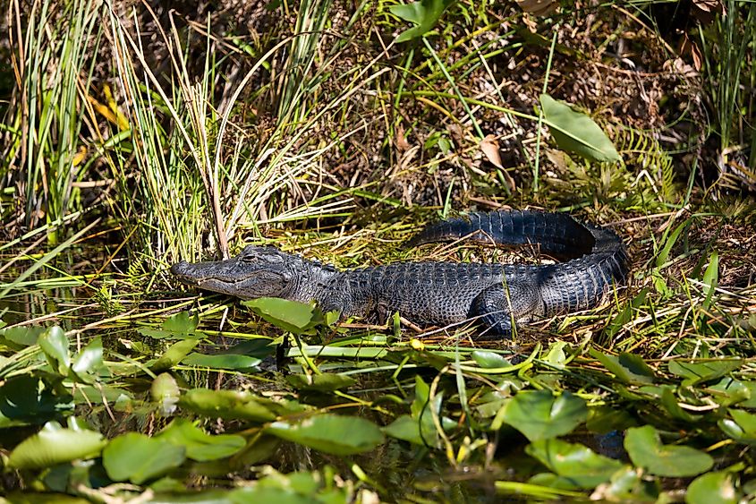 American Alligator in Everglades National Park