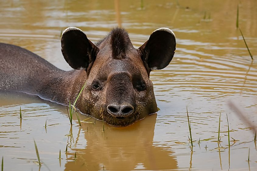 Brazilian tapir