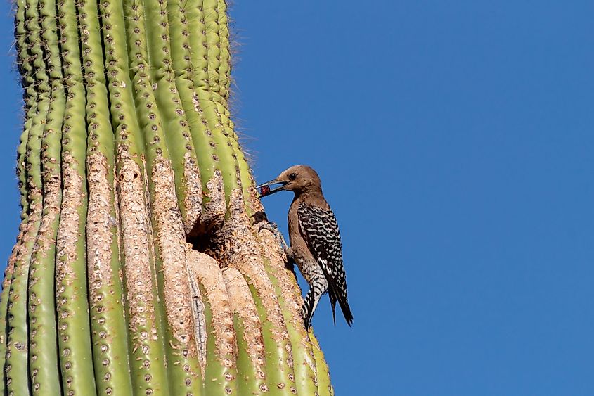 A gila woodpecker nesting in a saguaro cactus exhibiting a commensalistic relationship.