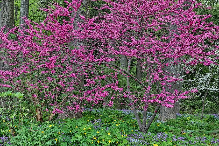 Redbud tree in full bloom at Mt. Cuba Center, Hockessin, Delaware