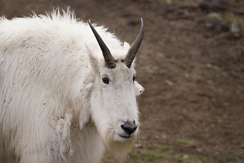 Mountain goats on a steep, rocky slope in western North America.