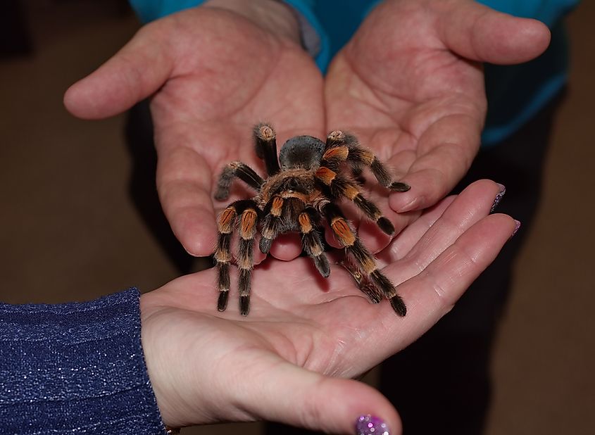 A bird-eating spider on a man's arm