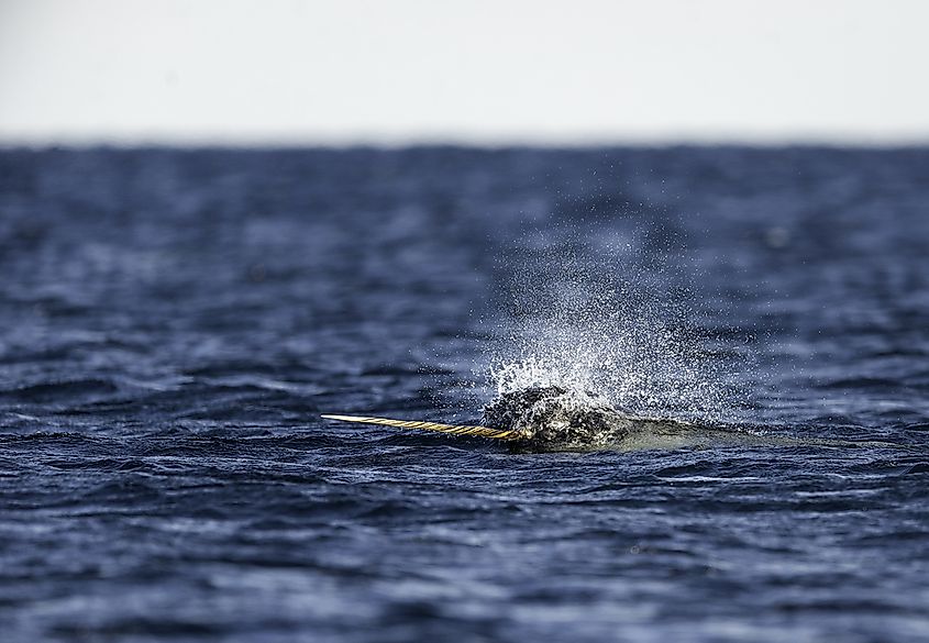 The tusk of a narwhal points out near Baffin Island.