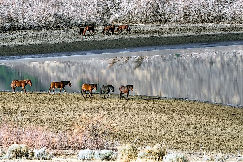 Wild Mustang Horses walking along Washoe Lake in Northern Nevada near Reno.