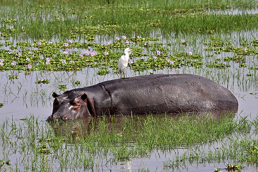 Hippos are commonly seen in Lake Ihema.