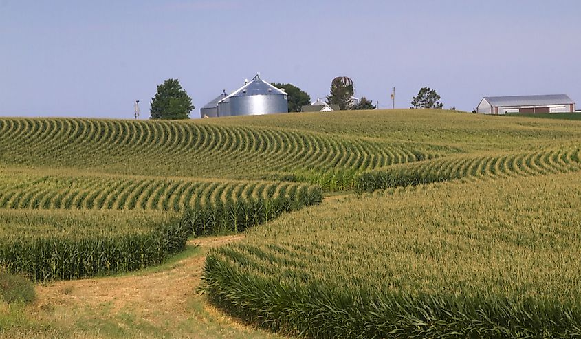 A corn field in Iowa.