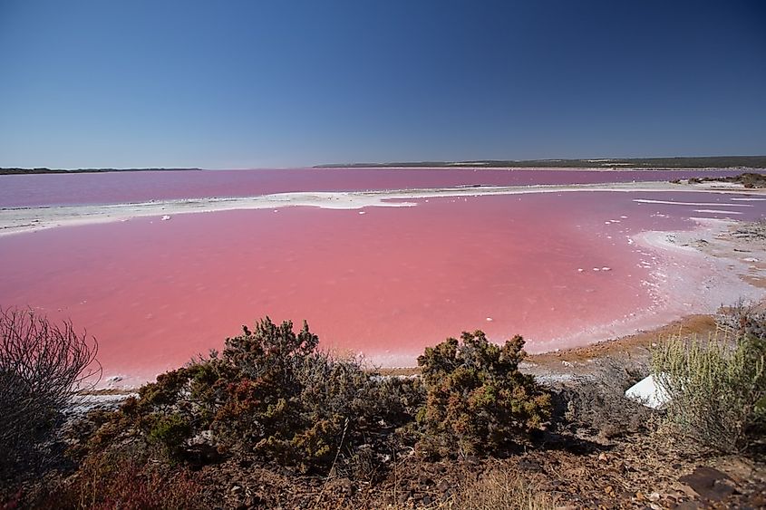 The pink waters of Hutt Lagoon near Port Gregory, Western Australia.