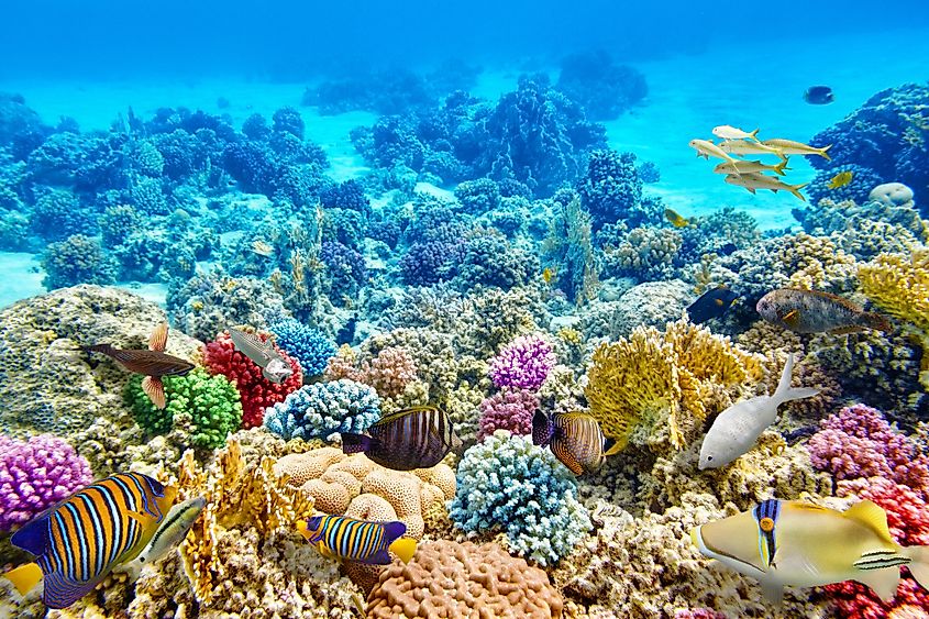 Coral reef ecosystem